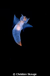 Clione limacina, or sea angel, photographed outside Krist... by Christian Skauge 